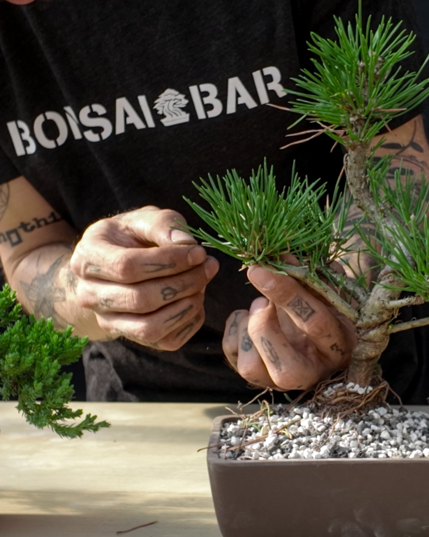 Conifer Homebrew Kit: Black Pine – Bonsai Bar