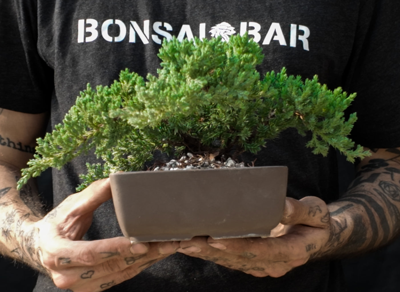 Conifer Homebrew Kit: Juniper P Nana – Bonsai Bar