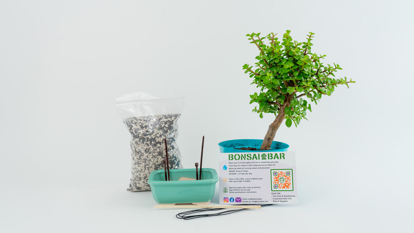 DIY Bonsai Bar Kit - Dwarf Jade