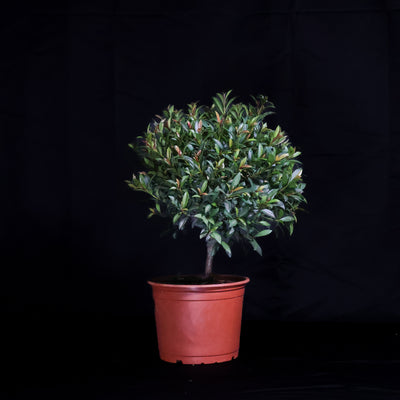 Homebrew Bonsai Kit: Eugenia