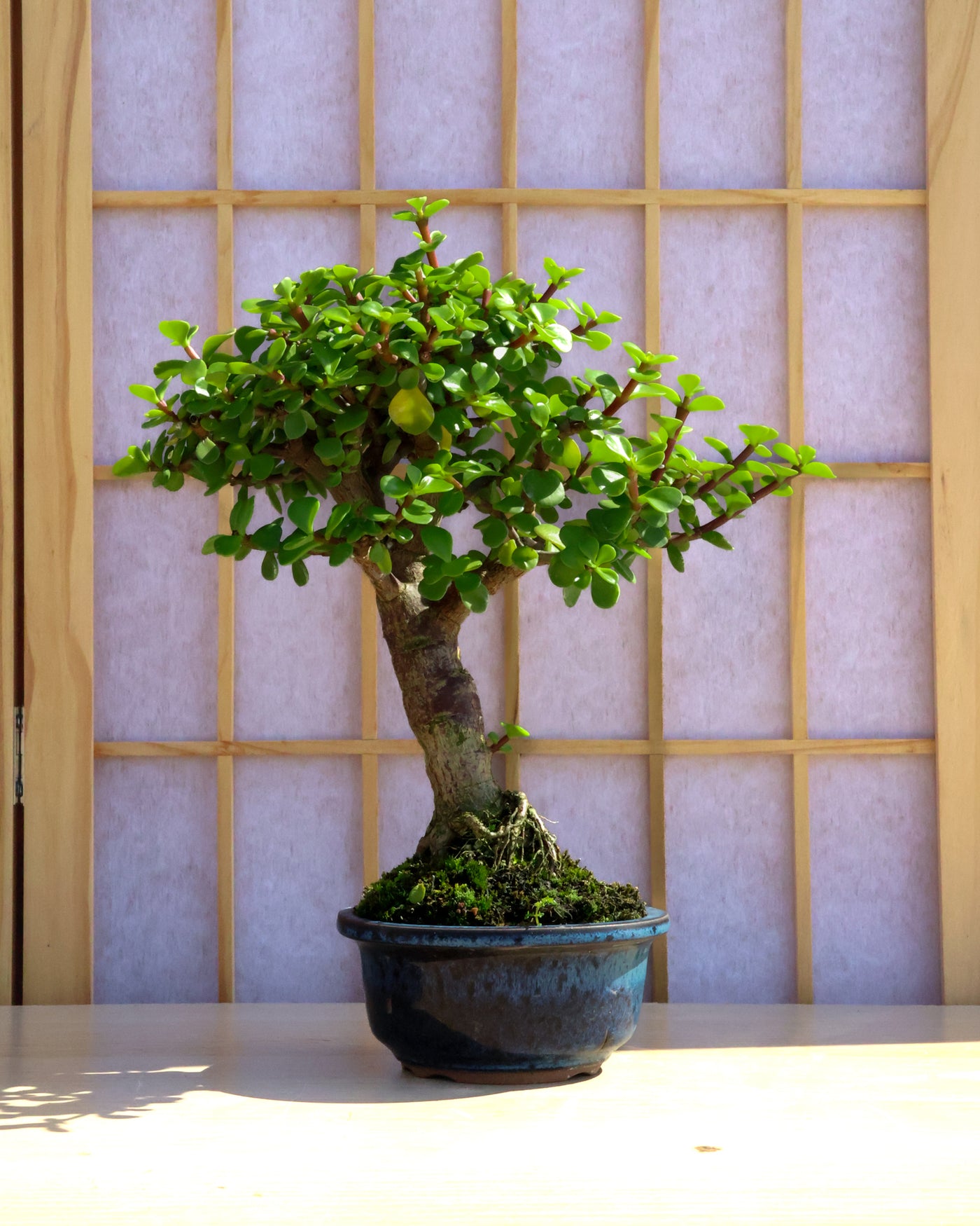 diy bonsai tree kit Homebrew DIY Kit