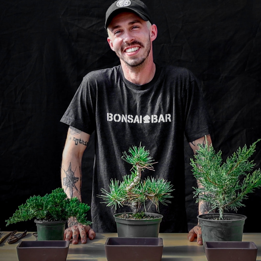 About Us  Bonsai Bar