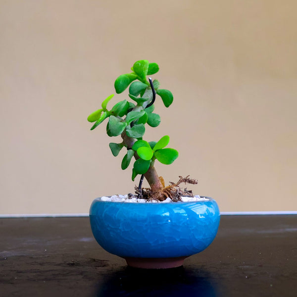 Small potted plant in a blue pot on a dark surface with a beige wall background