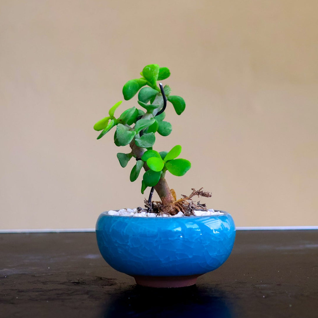 mame bonsai tree The Bite-sized Homebrew Kit: Dwarf Jade Mame