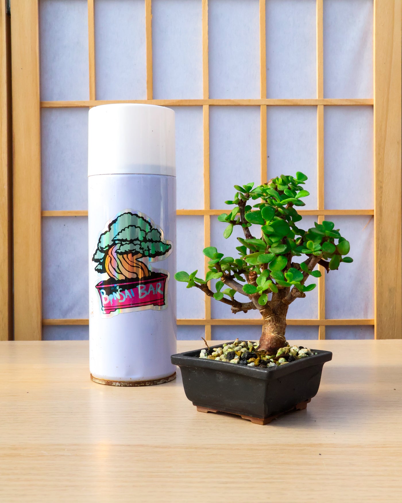 Dwarf Jade Mame in Willow Bonsai Pot