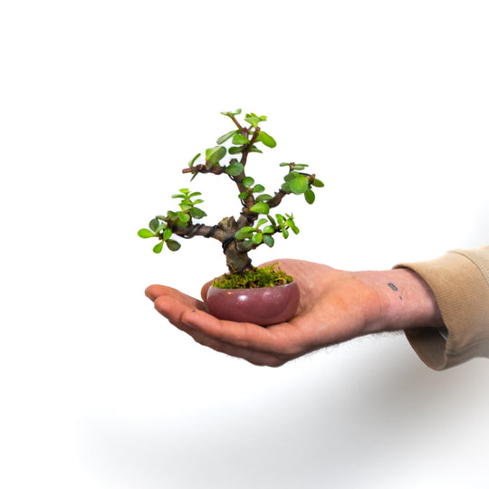 Mame Kit – Bonsai Bar
