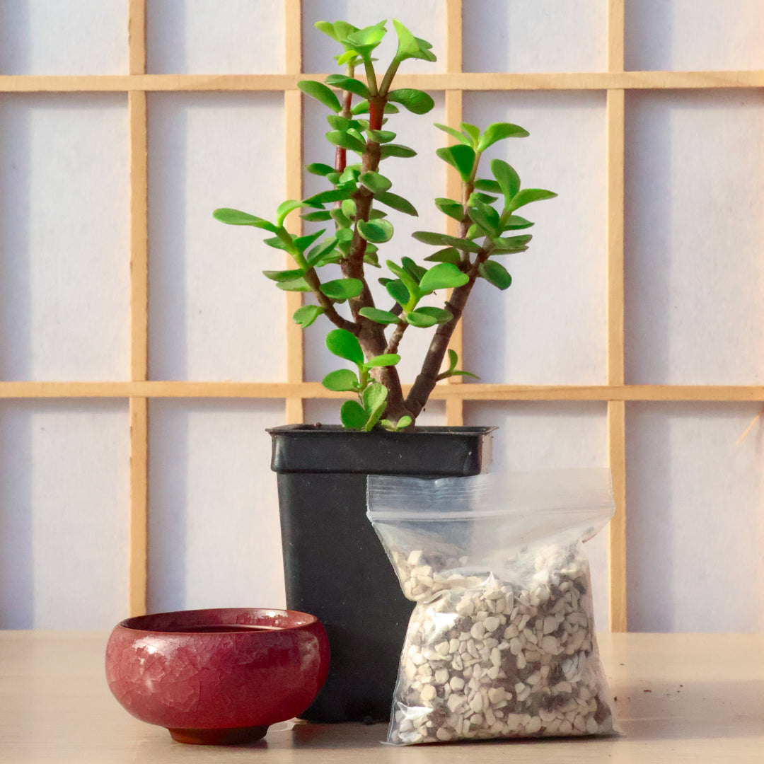 The Bite-sized Homebrew Kit: Dwarf Jade Mame – Bonsai Bar
