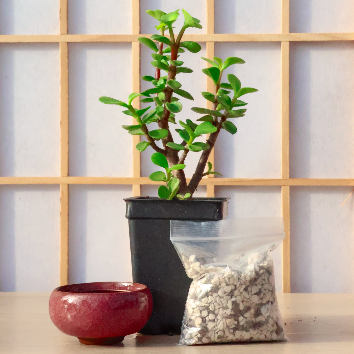The Bite-sized Homebrew Kit: Dwarf Jade Mame – Bonsai Bar