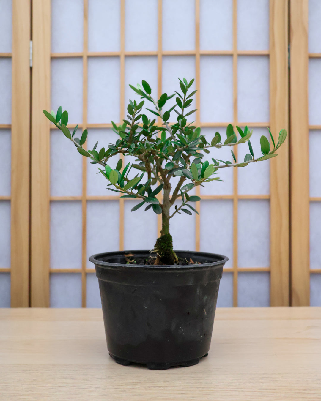Homebrew Bonsai Kit: European Olive Tree – Bonsai Bar