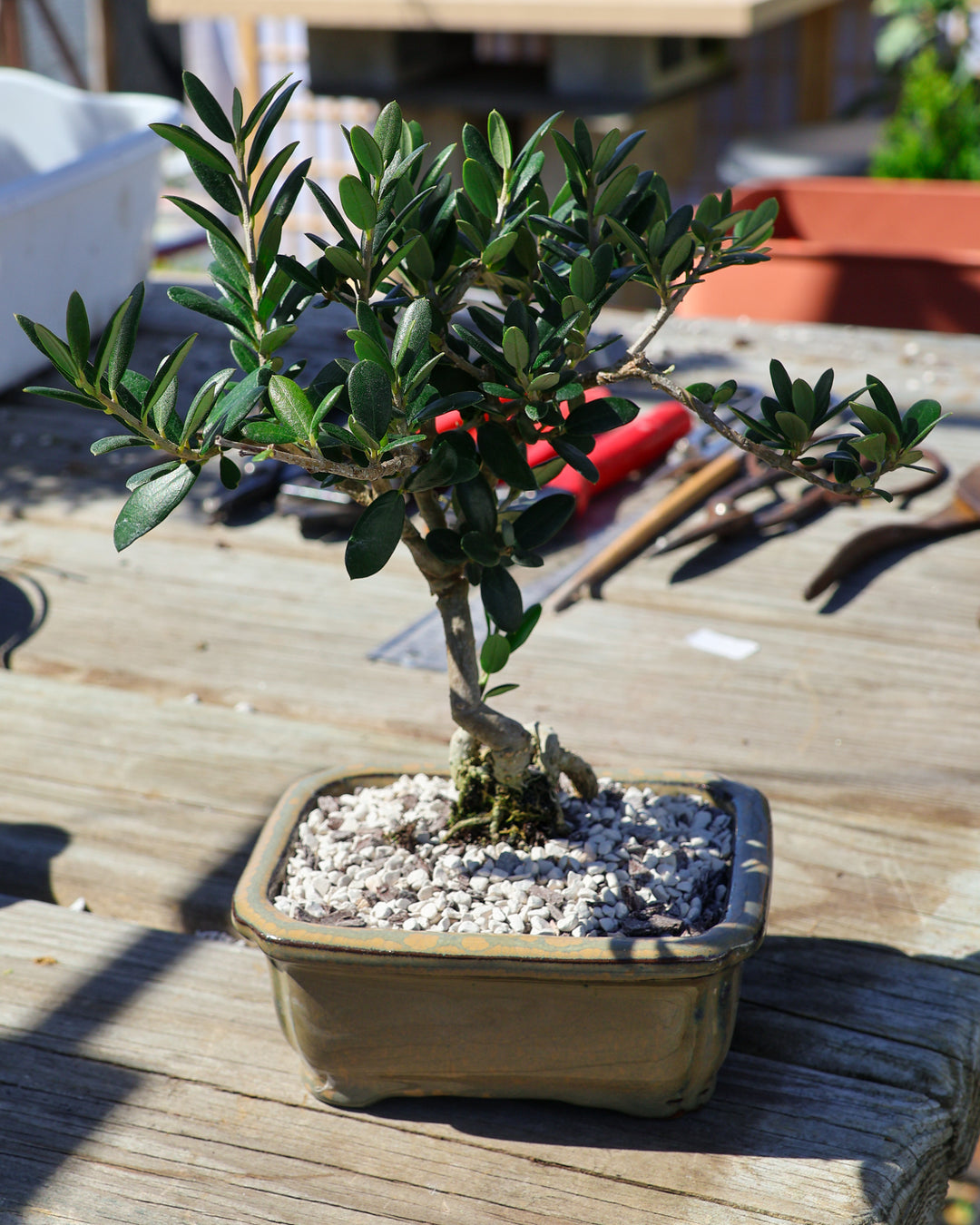 bonsai olive trees Homebrew Bonsai Kit: European Olive Tree – Bonsai Bar