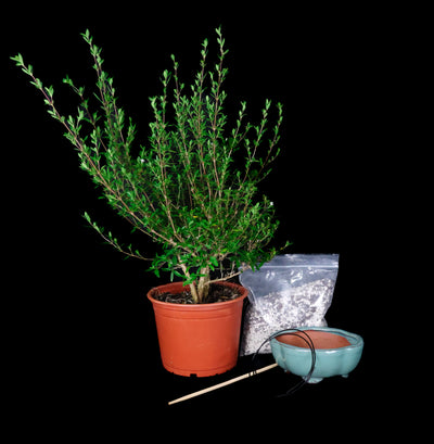 Homebrew Bonsai Kit: Serissa