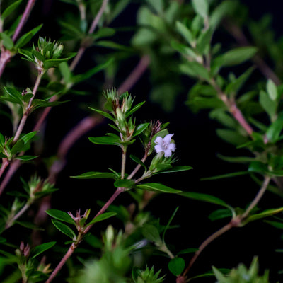 Homebrew Bonsai Kit: Serissa