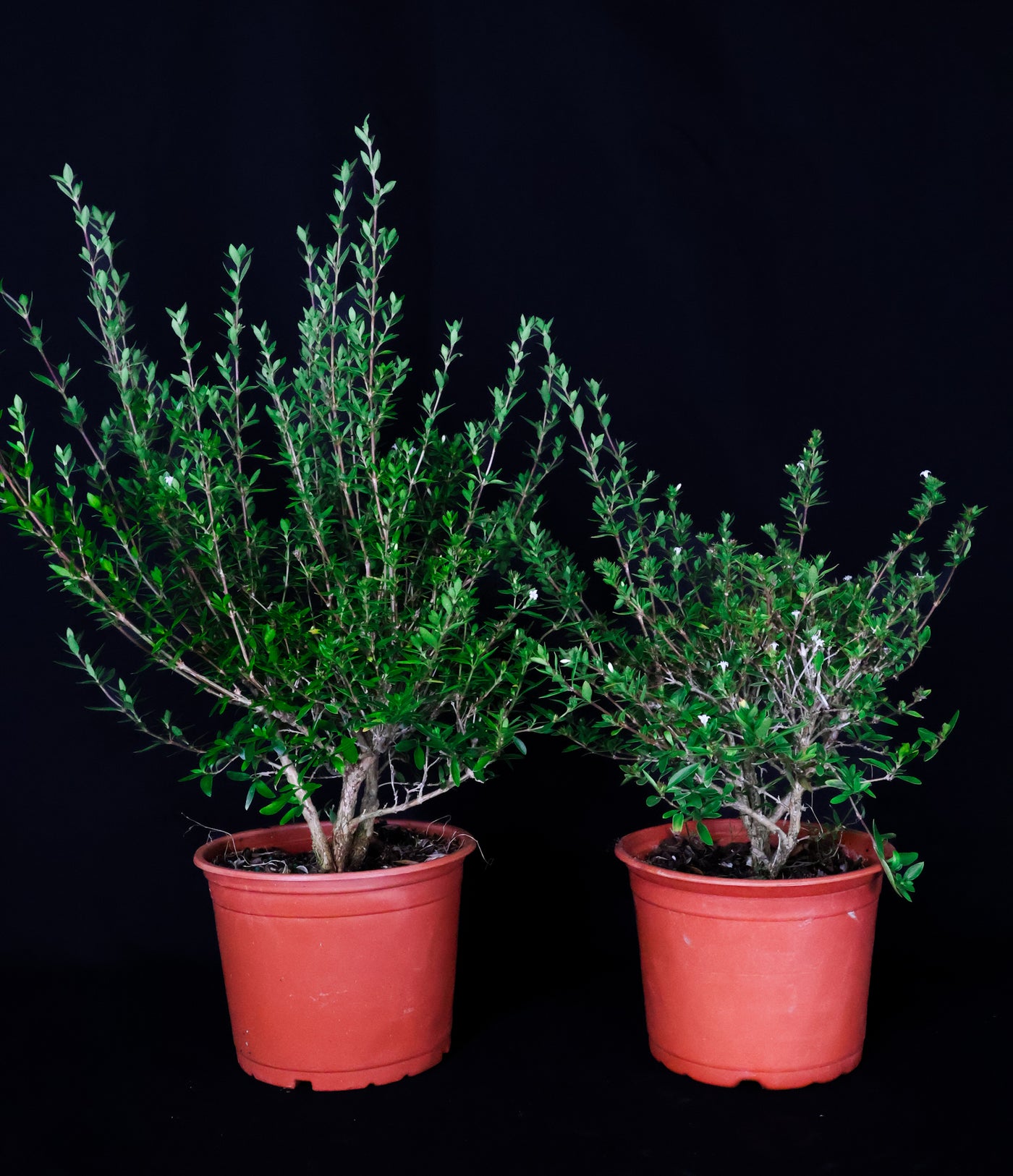 Homebrew Bonsai Kit: Serissa