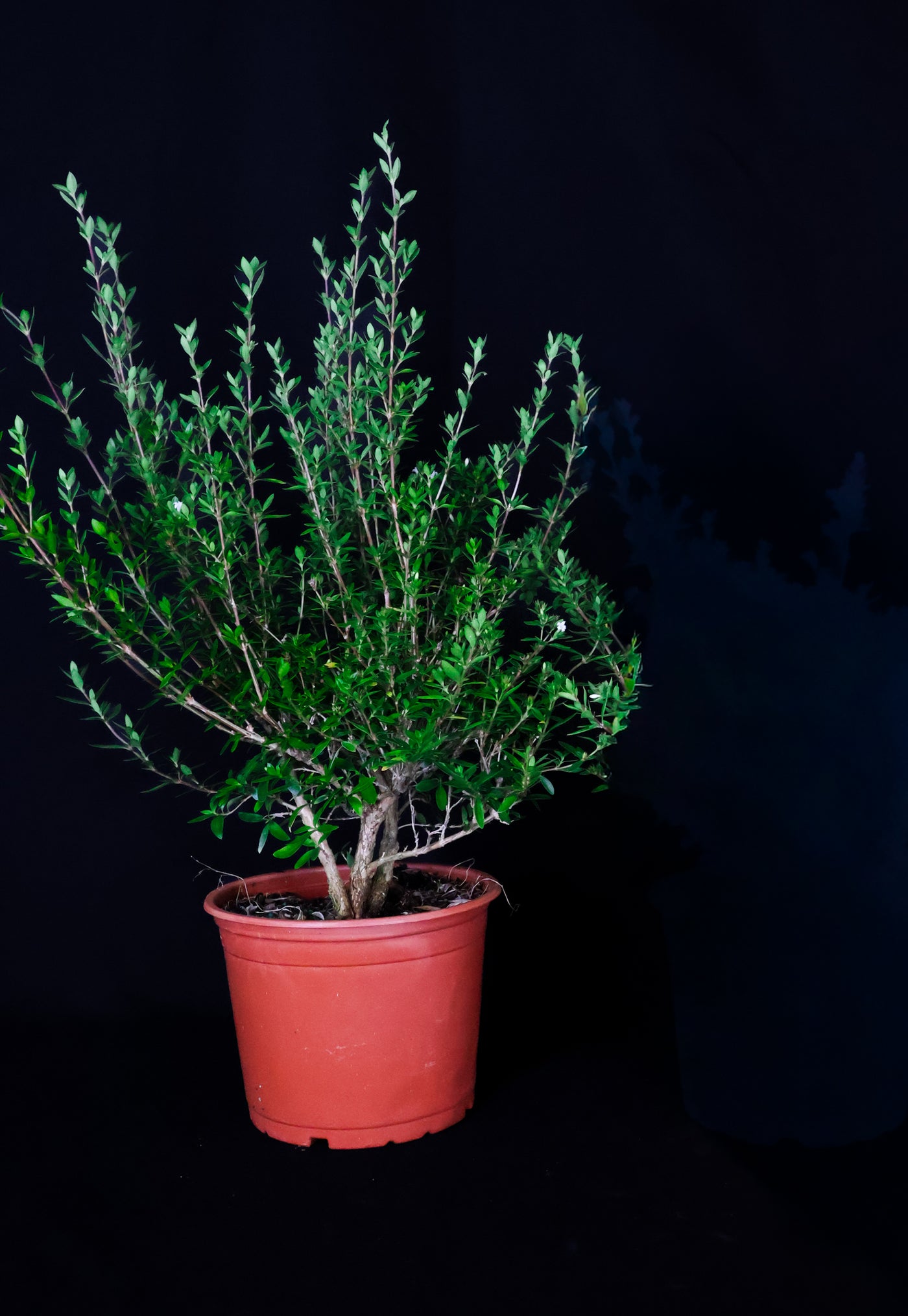 Homebrew Bonsai Kit: Serissa