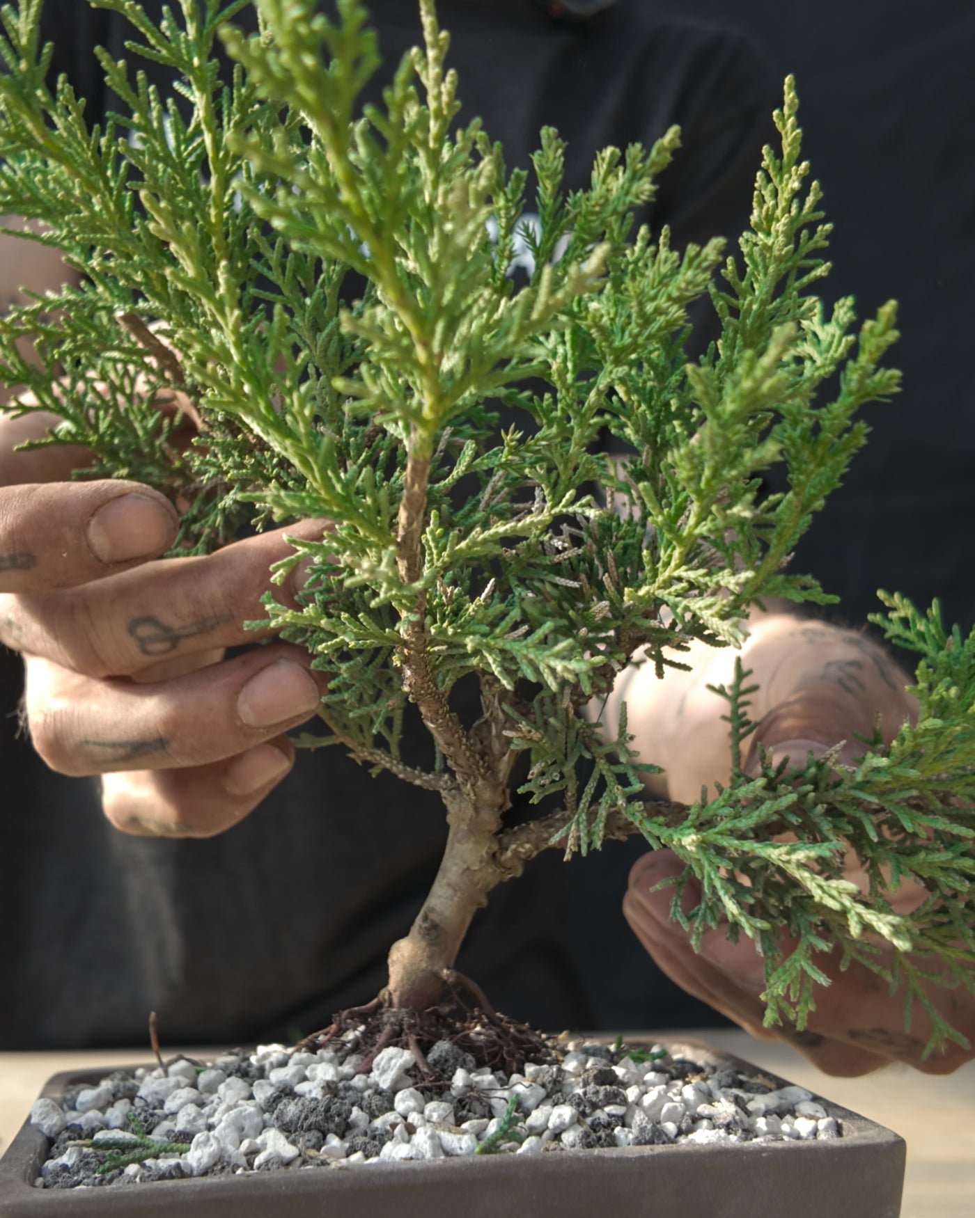 Conifer Homebrew Kit: 'Shimpaku' Juniper – Bonsai Bar