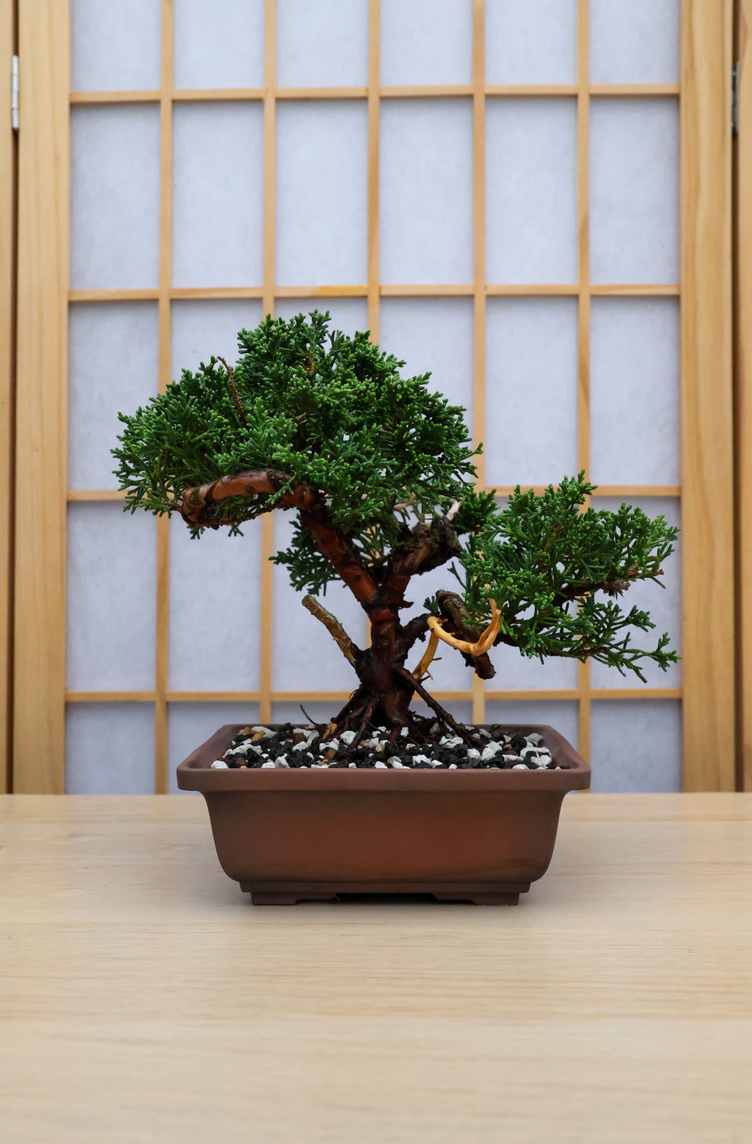 shimpaku bonsai tree Conifer Homebrew Kit: 'Shimpaku' Juniper – Bonsai Bar