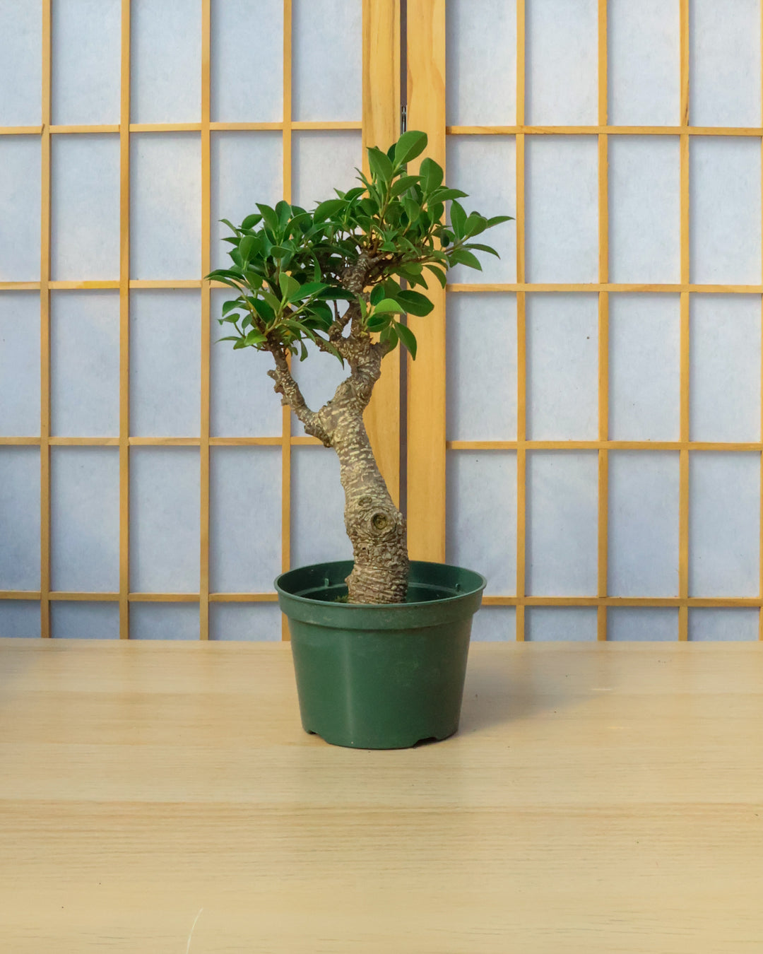 DIY Bonsai Kit - Tiger Bark Ficus – Bonsai Bar