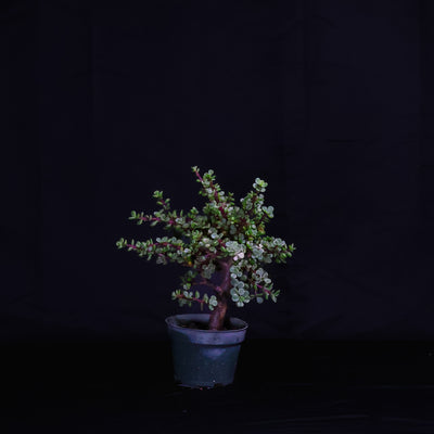 Homebrew Bonsai Kit: Limited Edition 4" Variegated Dwarf Jades