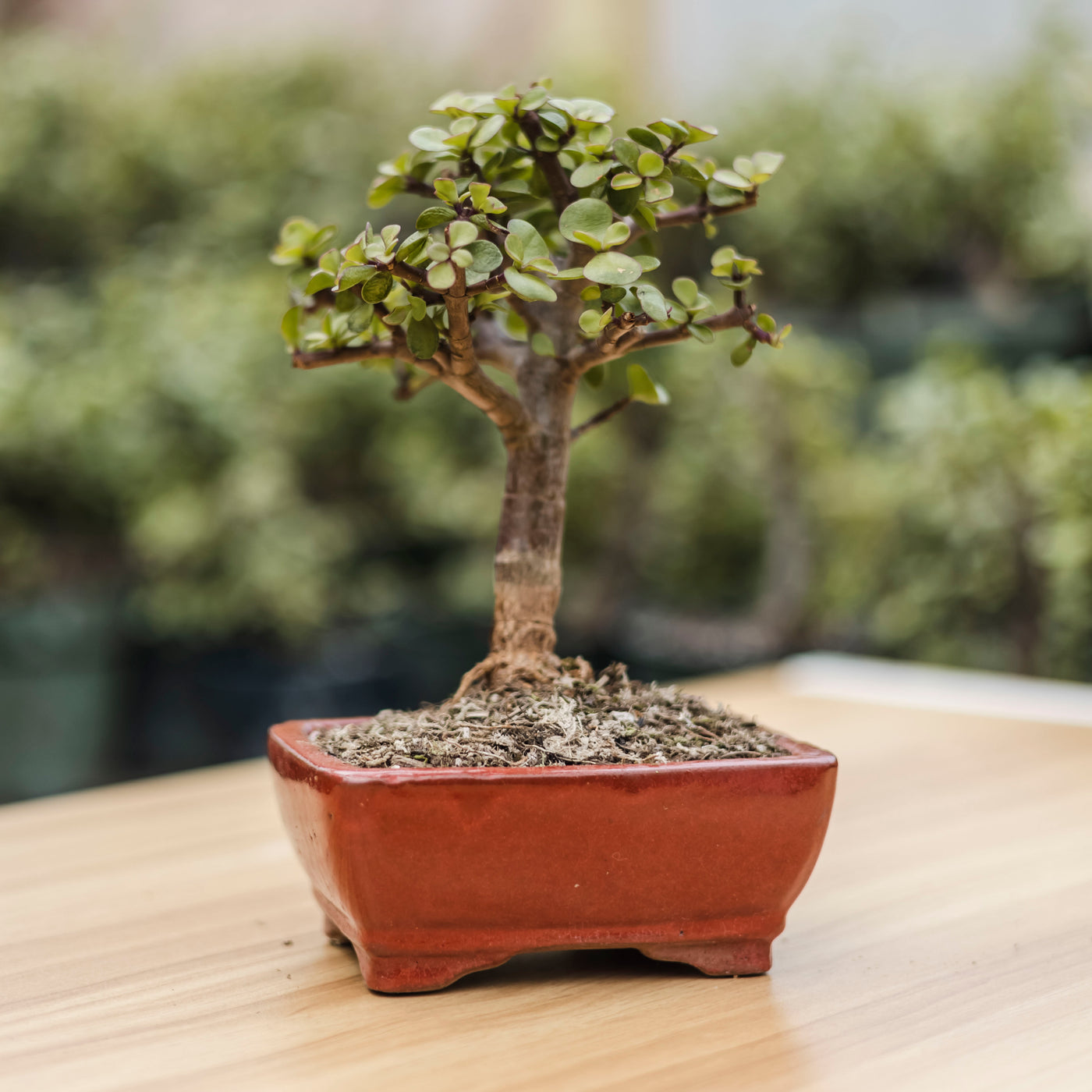 Burgeon at The Grove