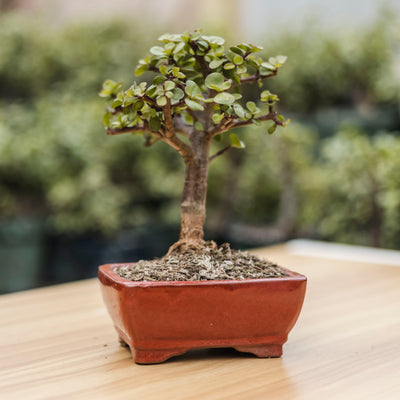 Burgeon at The Grove