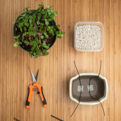 The Planter
