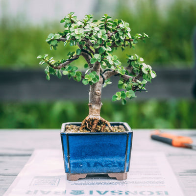 The Planter