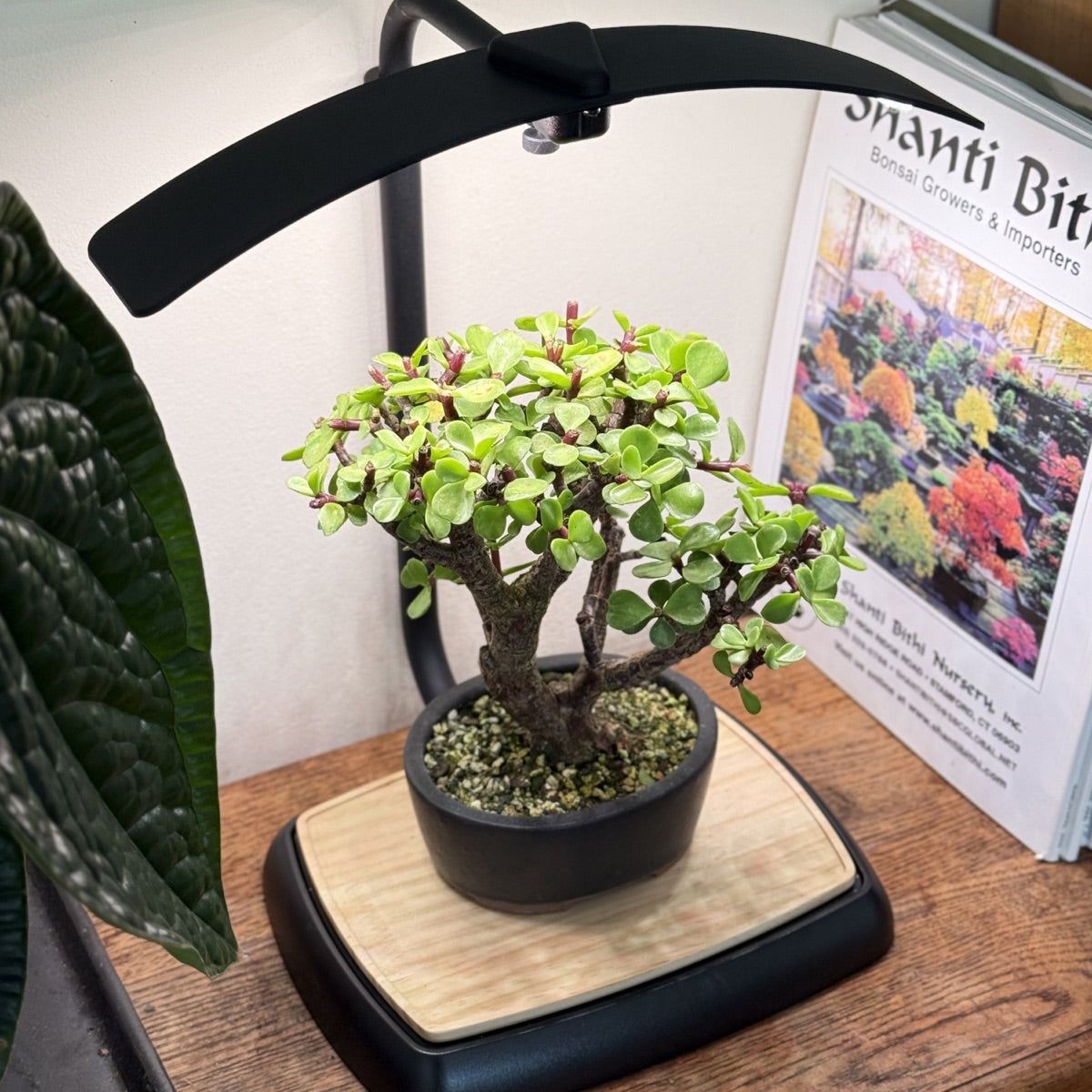 Dwarf jade bonsai under the Shohin grow light