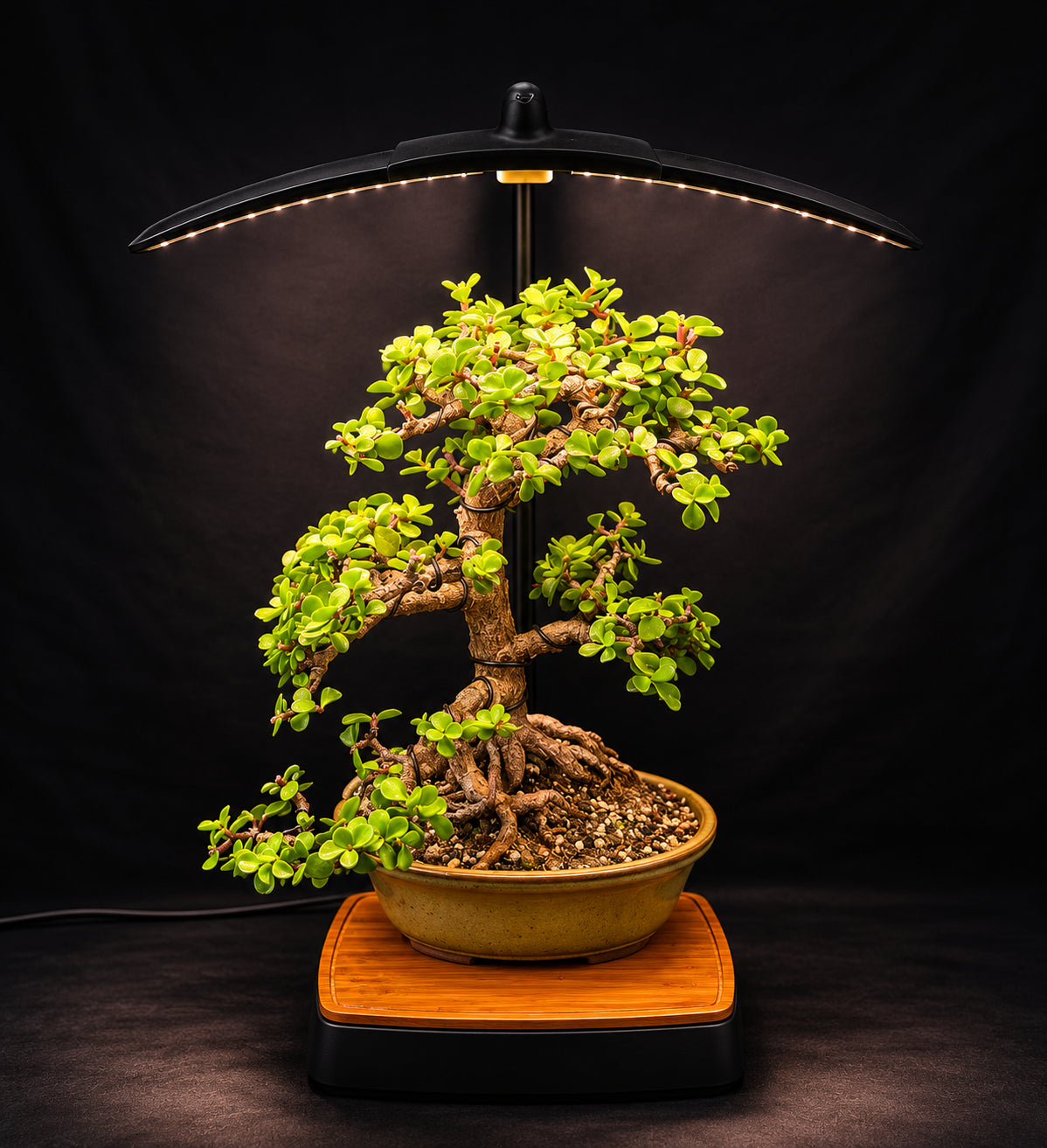 jade plant grow light Shohin Grow Light — The First LED Grow Light Built for Bonsai